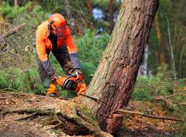 Trusted Salado, TX Tree Services Experts